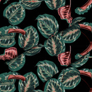 Červená tropická Maranta-Panama