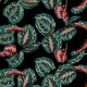 Červená tropická Maranta-Oxford