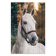 Bild Wood White Horse-50x70 cm