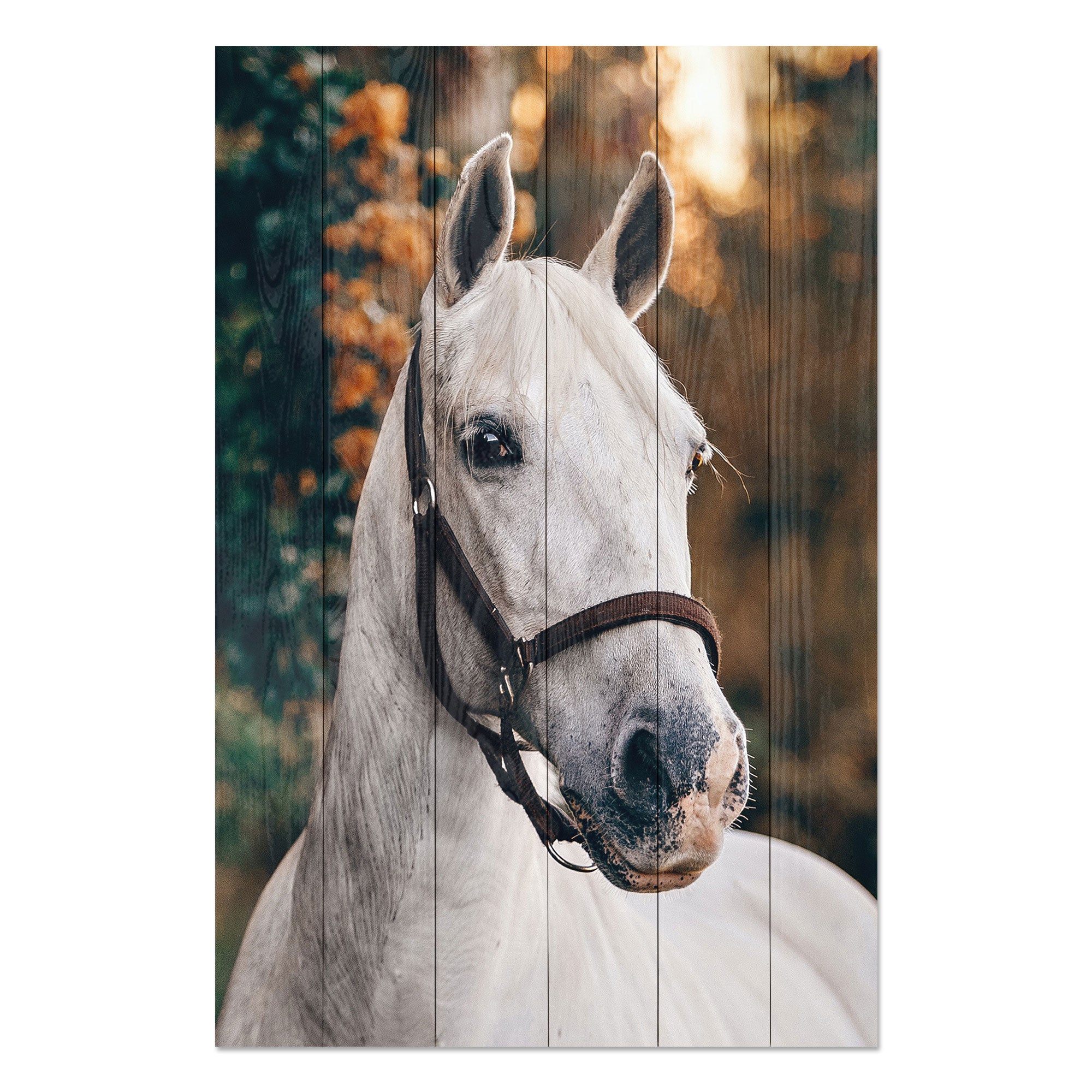 Obraz Wood White Horse