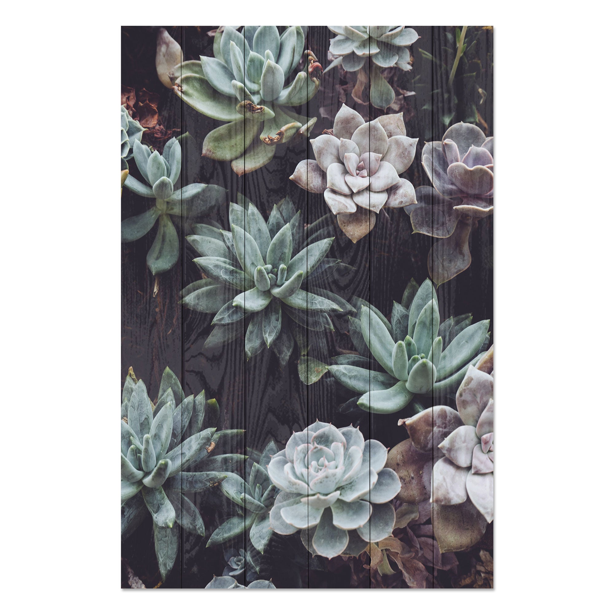 Obraz Wood Succulents-30x30 cm