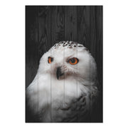 Obraz Wood Owl Portrait-50x70 cm