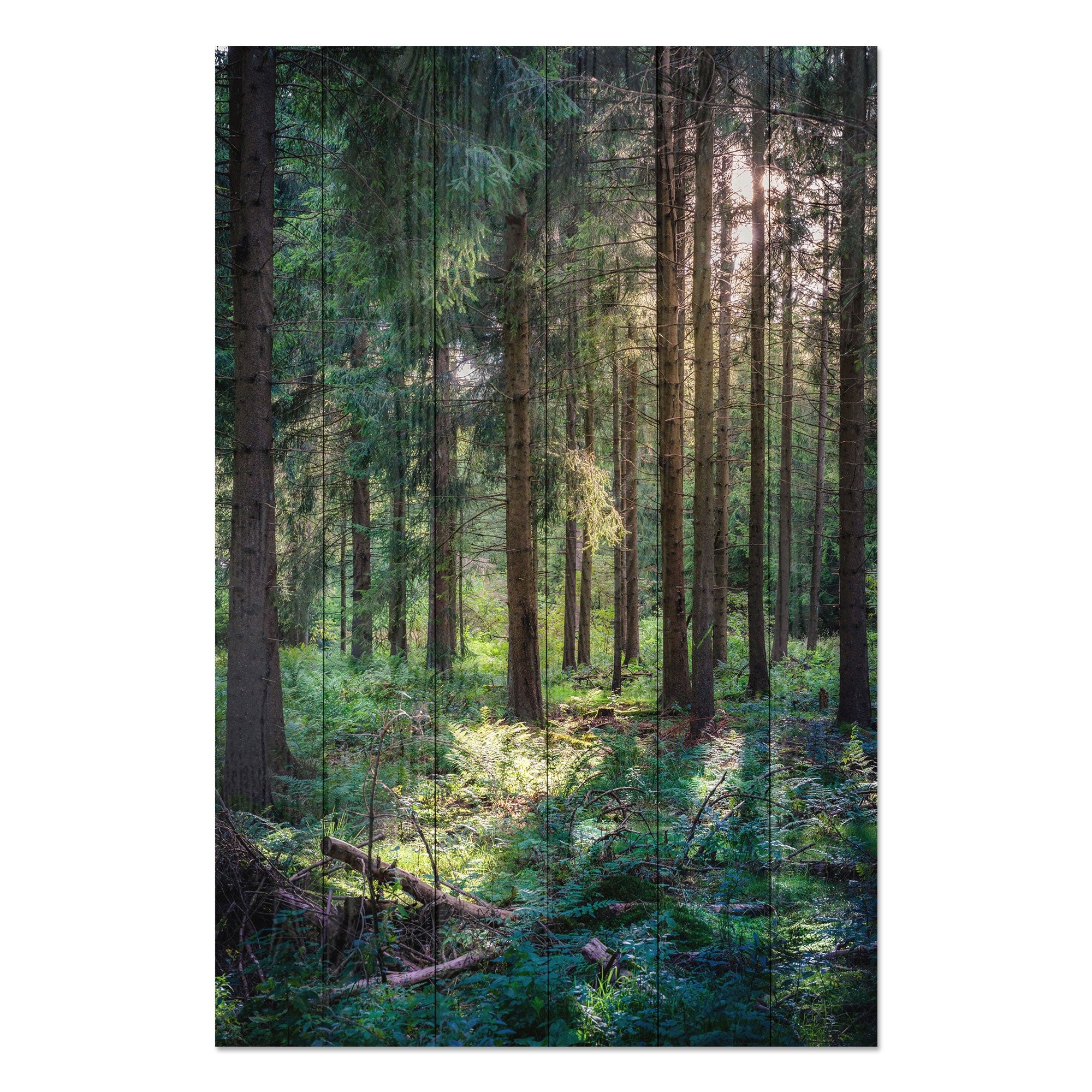 Obraz Wood Wald am Morgen-50x70 cm
