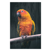 Bild Wood Papagei-60x90 cm
